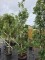 Afbeelding Semi-bladhoudende eikenboom in zuilvorm - Quercus x turneri 'Pseudoturneri'