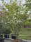 Afbeelding Toverhazelaar met geur en kleur - Hamamelis mollis 'Westerstede'