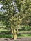 Afbeelding Veldesdoorn als klimboom, klauterboom of speelboom - Acer campestre
