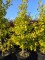 Afbeelding zuilvormige Ginkgo - Ginkgo biloba fastigiata 'Blagon'