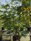 Afbeelding vleugelnoot - Pterocarya Fraxinifolia