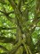 Afbeelding Haagbeuk - Carpinus betulus 'Fastigiata' (Frans Fontaine)