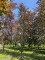 Afbeelding Rode beuk - Fagus sylvatica 'Atropunicea'
