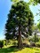 Afbeelding Mammoetboom - Sequoiadendron giganteum