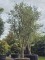 Afbeelding Kurkeik - Quercus Suber