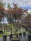 Afbeelding Japanse esdoorn - Acer palmatum 'Bloodgood'