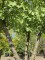 Afbeelding Ginkgo met meerstammige kroon op een onderstam - Ginkgo biloba