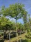 Afbeelding Perzische Slaapboom 'Ombrella' - Albizia julibrissin 'Ombrella'