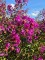 Afbeelding roodpaarse indische sering - Lagerstroemia indica 'Benoit'