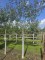 Afbeelding Appel 'Schone van Boskoop' - Malus domestica 'Schone van Boskoop'