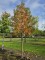 Afbeelding Amberboom met exceptionele kurklijsten - Liquidambar styraciflua