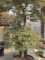Afbeelding Japanse esdoorn in semi bonsaivorm - Acer palmatum 'Garnet'