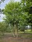 Afbeelding Plataan 2 stam als dakvorm - Platanus x Hispanica