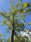 Afbeelding sierappel floribunda - Malus floribunda