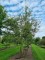 Afbeelding Krentenboompje - Amelanchier lamarckii