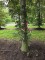 Afbeelding Rode of bruine beuk - Fagus sylvatica 'Atropunicea'