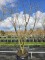 Afbeelding Reine Claude Verte groene pruim - Prunus domestica Reine Claude 'Verte'