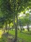 Afbeelding Plataan - Platanus x Hispanica