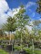 Afbeelding Moeraseik - Quercus Palustris