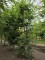 Afbeelding Haagbeuk als klimboom - Carpinus betulus