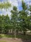 Afbeelding Moseik - Quercus cerris