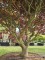 Afbeelding Japanse esdoorn - Acer palmatum 'Sumi-Nagashi'