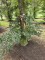Afbeelding Rode beuk - Fagus sylvatica 'Atropunicea'