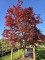 Afbeelding Japanse esdoorn - Acer palmatum 'Atropurpureum'