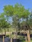 Afbeelding Honingboom - Sophora japonica