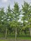 Afbeelding Tempelboom of Eendenpootboom - Ginkgo biloba