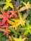 Afbeelding Amberboom - Liquidambar styraciflua 'Palo Alto'