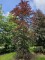 Afbeelding Rode beuk - Fagus sylvatica 'Atropunicea'