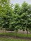 Afbeelding Amberboom - Liquidambar styraciflua