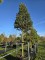 Afbeelding Amerikaanse Hulst , hoogstam - Ilex 'Nellie R. Stevens'