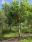 Afbeelding Geelbont bladige Tulpenboom - Liriodendron tulipifera 'Aureomarginatum'