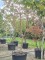Afbeelding Zevenzonenboom - Heptacodium miconioides