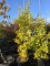 Afbeelding zuilvormige Ginkgo - Ginkgo biloba fastigiata 'Blagon'