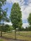 Afbeelding Rode Esdoorn - Acer rubrum 'Scanlon'
