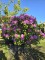 Afbeelding paarse rhododendron - Rhododendron Roseum Elegans