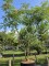 Afbeelding Albizia julibrissin - Albizia julibrissin