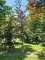 Afbeelding Rode beuk met dieprood blad - Fagus sylvatica 'Riversii'