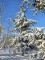 Afbeelding Libanonceder - Cedrus libani