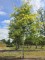 Afbeelding Valse Christusdoorn - Gleditsia triacanthos ‘Sunburst'