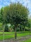 Afbeelding Veldesdoorn als vogelboom - Acer campestre