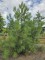 Afbeelding Oostenrijkse Den - Pinus nigra 'Nigra'