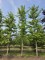 Afbeelding Tempelboom of Eendenpootboom - Ginkgo biloba