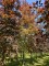 Afbeelding Rode beuk - Fagus sylvatica 'Atropunicea'
