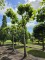 Afbeelding hoge parasol plataan - Platanus cultivar