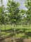 Afbeelding rood/zwarte moerbei vruchtboom - Morus illinois 'Everbearing'