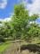 Afbeelding Walnoot - Juglans regia